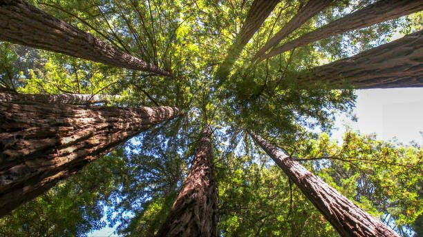 Best Storm Damage Tree Cleanup  in Meadowbrook, AL