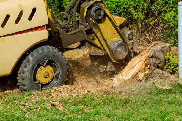 Best Stump Grinding and Removal  in Meadowbrook, AL