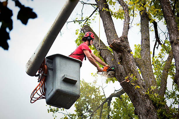 Trusted Meadowbrook, AL Tree Removal Experts