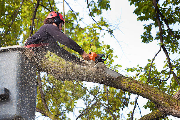 Best Hedge Trimming  in Meadowbrook, AL